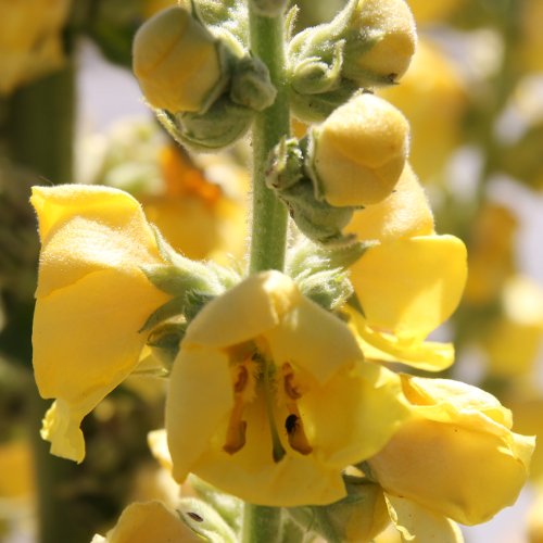 Gewöhnliche Kleinblütige Königskerze / Verbascum thapsus