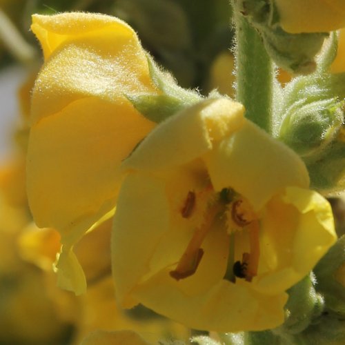 Gewöhnliche Kleinblütige Königskerze / Verbascum thapsus