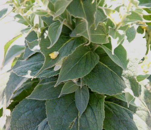 Gewöhnliche Kleinblütige Königskerze / Verbascum thapsus