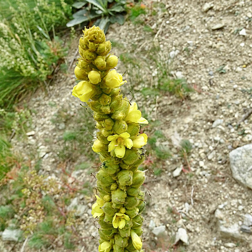 Dickblättrige Kleinblütige Königskerze / Verbascum thapsus subsp.montanum