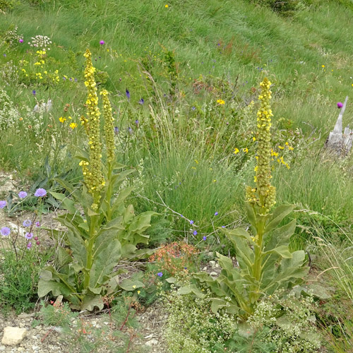 Dickblättrige Kleinblütige Königskerze / Verbascum thapsus subsp.montanum