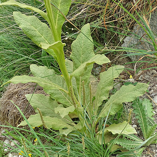 Dickblättrige Kleinblütige Königskerze / Verbascum thapsus subsp.montanum