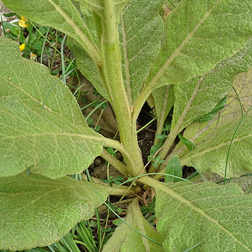 Dickblättrige Kleinblütige Königskerze / Verbascum thapsus subsp.montanum