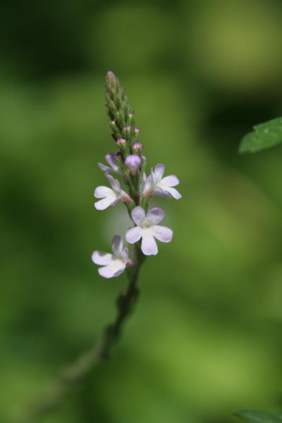 Echtes Eisenkraut / Verbena officinalis