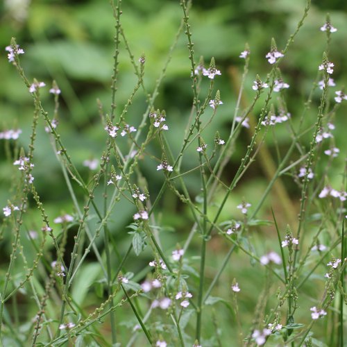 Echtes Eisenkraut / Verbena officinalis