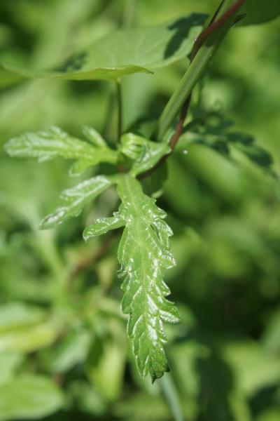 Echtes Eisenkraut / Verbena officinalis