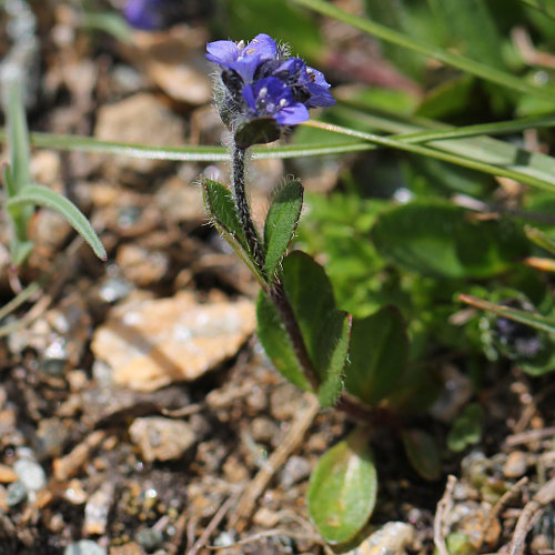 Alpen-Ehrenpreis / Veronica alpina