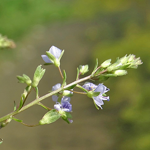 Blauer Wasser-Ehrenpreis / Veronica anagallis-aquatica