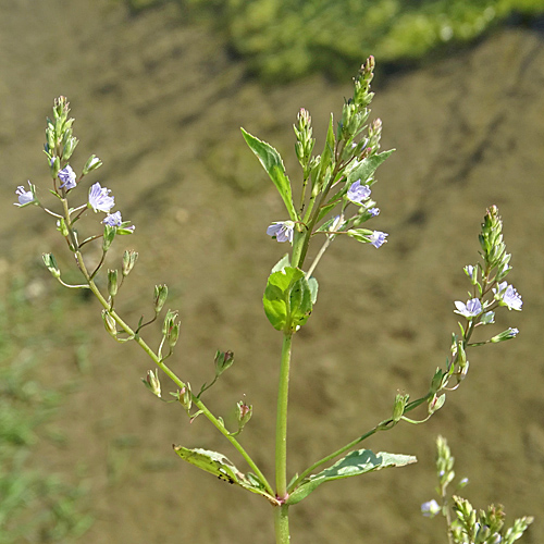 Blauer Wasser-Ehrenpreis / Veronica anagallis-aquatica