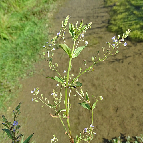 Blauer Wasser-Ehrenpreis / Veronica anagallis-aquatica