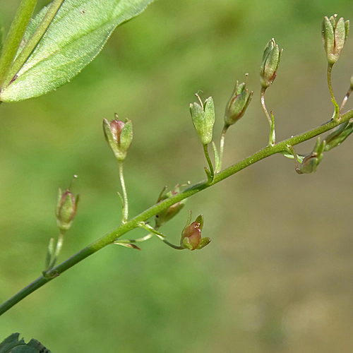 Blauer Wasser-Ehrenpreis / Veronica anagallis-aquatica