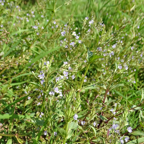 Blauer Wasser-Ehrenpreis / Veronica anagallis-aquatica