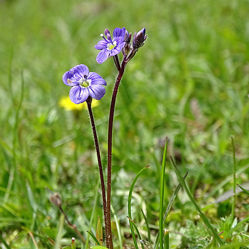 Blattloser Ehrenpreis / Veronica aphylla