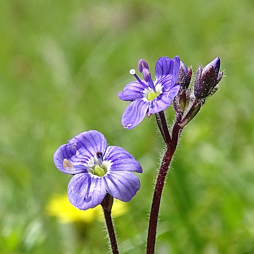 Blattloser Ehrenpreis / Veronica aphylla