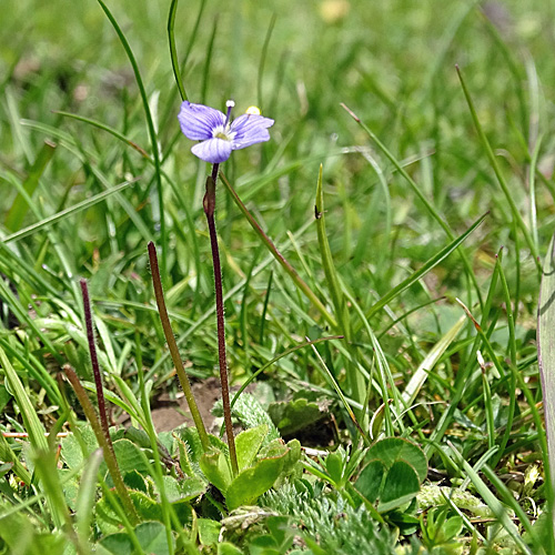 Blattloser Ehrenpreis / Veronica aphylla