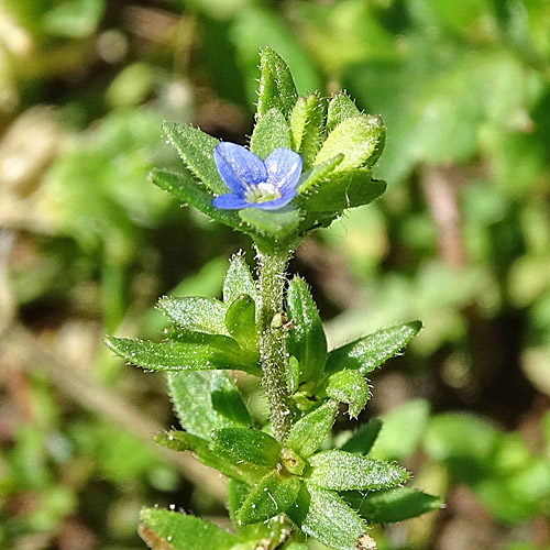 Feld-Ehrenpreis / Veronica arvensis