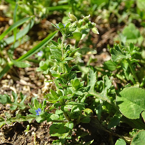 Feld-Ehrenpreis / Veronica arvensis