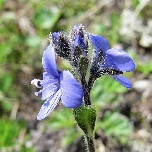 Masslieb-Ehrenpreis / Veronica bellidioides