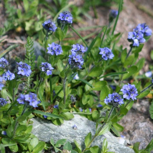 Masslieb-Ehrenpreis / Veronica bellidioides