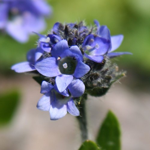 Masslieb-Ehrenpreis / Veronica bellidioides