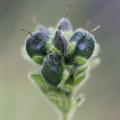 Masslieb-Ehrenpreis / Veronica bellidioides