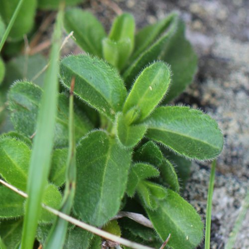 Masslieb-Ehrenpreis / Veronica bellidioides