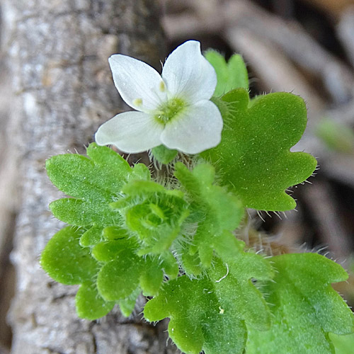 Zymbelkraut-Ehrenpreis / Veronica cymbalaria