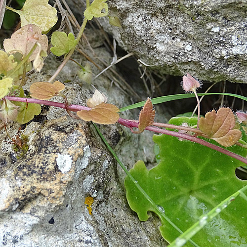 Zymbelkraut-Ehrenpreis / Veronica cymbalaria