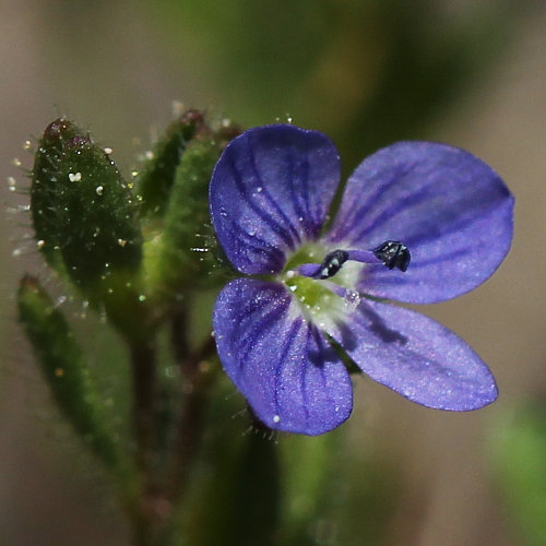 Dillenius' Ehrenpreis / Veronica dillenii