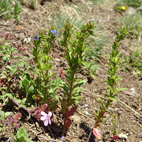 Dillenius' Ehrenpreis / Veronica dillenii