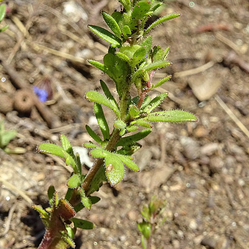 Dillenius' Ehrenpreis / Veronica dillenii