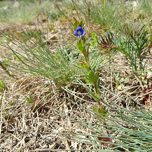 Dillenius' Ehrenpreis / Veronica dillenii