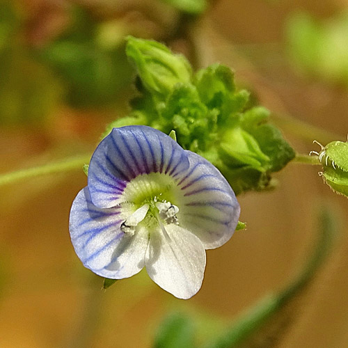 Faden-Ehrenpreis / Veronica filiformis