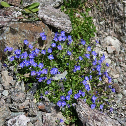 Felsen-Ehrenpreis / Veronica fruticans