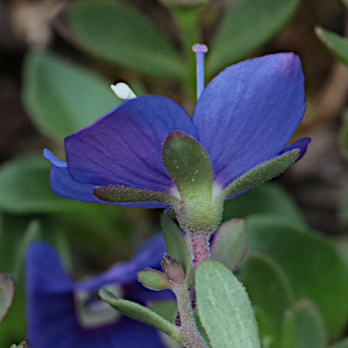 Felsen-Ehrenpreis / Veronica fruticans