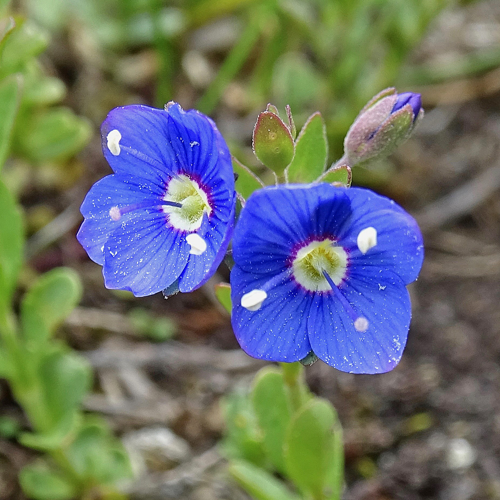 Felsen-Ehrenpreis / Veronica fruticans