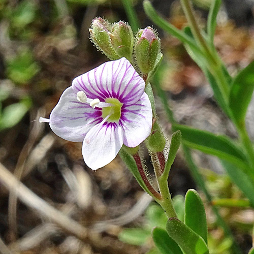 Halbstrauchiger Ehrenpreis / Veronica fruticulosa