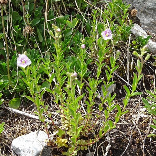 Halbstrauchiger Ehrenpreis / Veronica fruticulosa