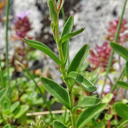 Halbstrauchiger Ehrenpreis / Veronica fruticulosa