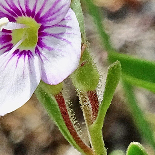 Halbstrauchiger Ehrenpreis / Veronica fruticulosa