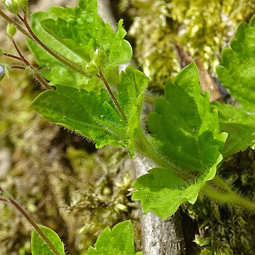 Berg-Ehrenpreis / Veronica montana