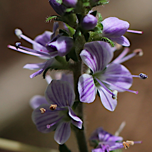 Echter Ehrenpreis / Veronica officinalis