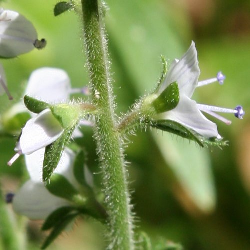 Echter Ehrenpreis / Veronica officinalis