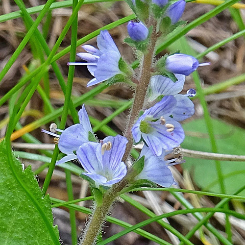 Echter Ehrenpreis / Veronica officinalis