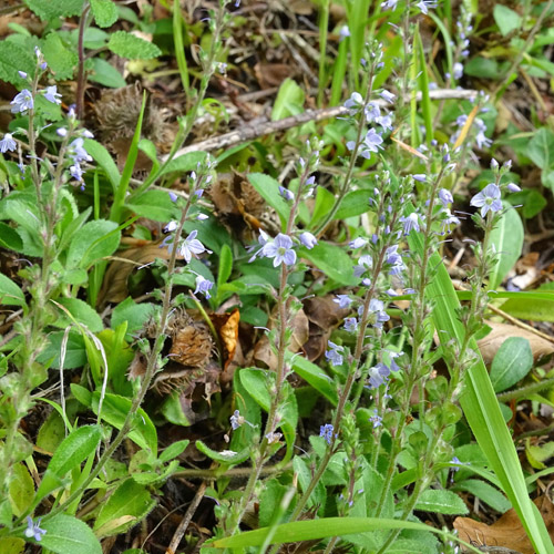 Echter Ehrenpreis / Veronica officinalis