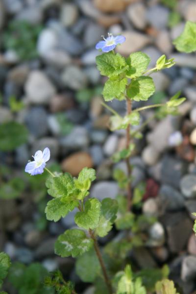 Persischer Ehrenpreis / Veronica persica