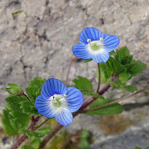 Persischer Ehrenpreis / Veronica persica