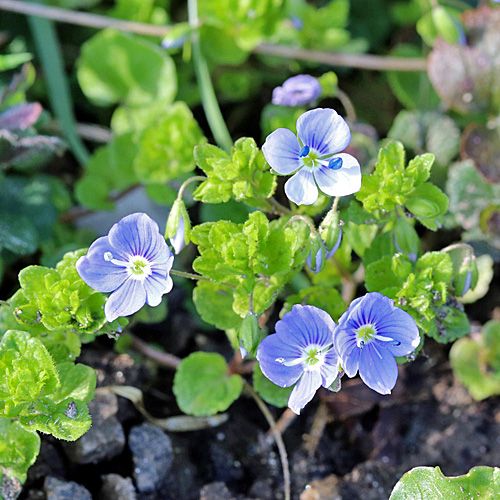 Persischer Ehrenpreis / Veronica persica