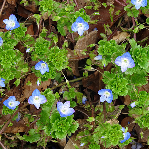 Persischer Ehrenpreis / Veronica persica