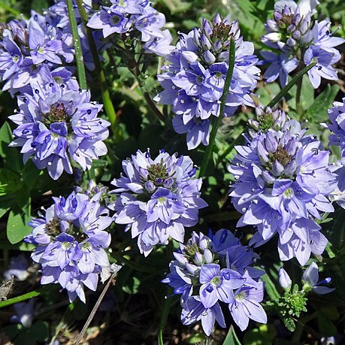 Gewöhnlicher Niederliegender Ehrenpreis / Veronica prostrata